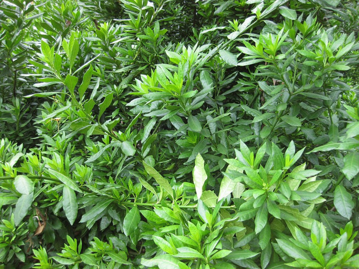 스트로판투스 피터자이아누스 - Strophanthus petersianus
