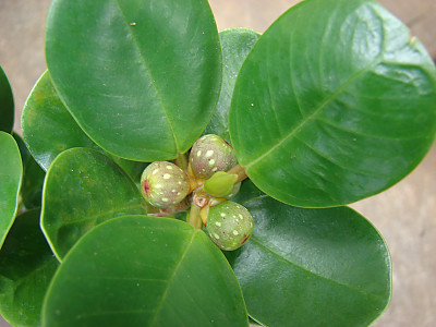 휘커스 델토이데아 사진 - Ficus deltoidea Photos