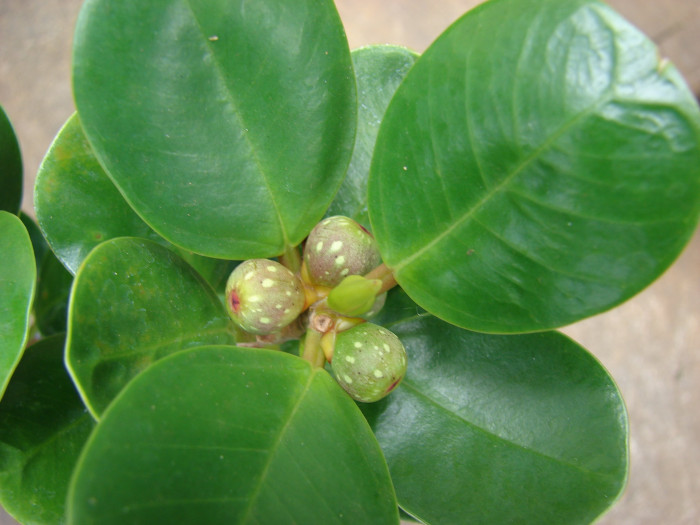 휘커스 델토이데아 - Ficus deltoidea, Ficus deltoidea