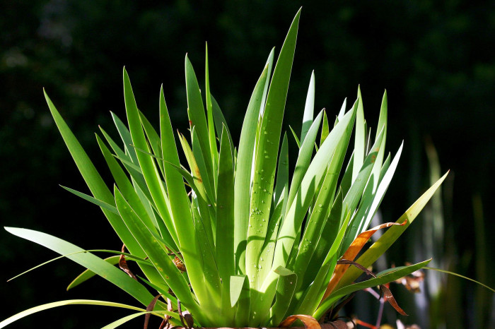나이츠릴리 - Poor Knights Lily, Xeronema callistemon