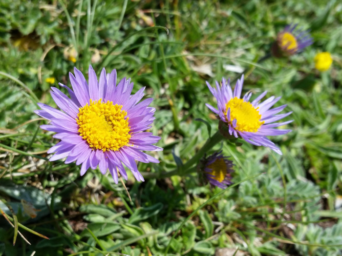 산구름국화 - Alpine aster, Aster alpinus