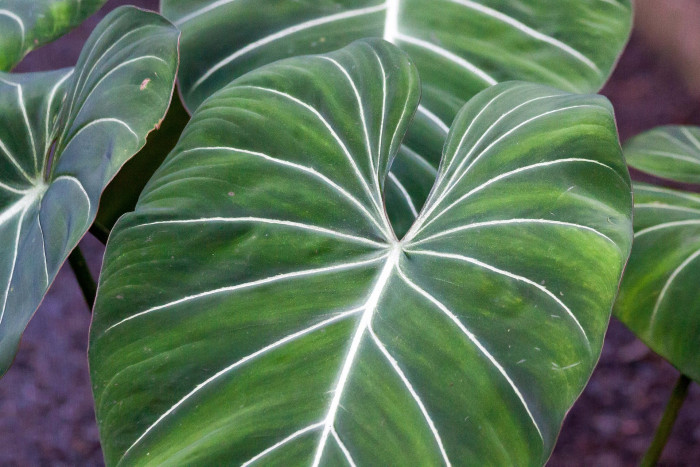 필로덴드론 글로리오섬 - Philodendron gloriosum