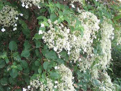 등수국 사진 - Hydrangea petiolaris Siebold & Zucc. Photos
