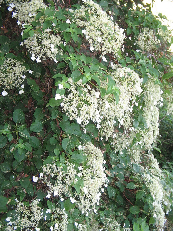 등수국 - Hydrangea petiolaris Siebold & Zucc.