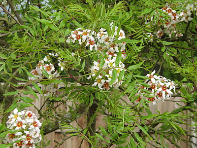기름모과나무 사진 - Xanthoceras sorbifolia Photos