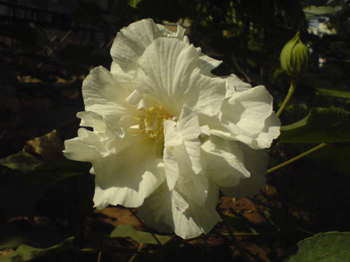 코튼로즈 - Cotton Rose, Confederate Rose, Hibiscus mutabilis ‘Cotton Rose’