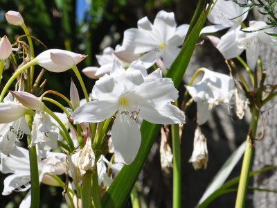 아프리카문주란 사진 - Crinum moorei Hook.f. Photos