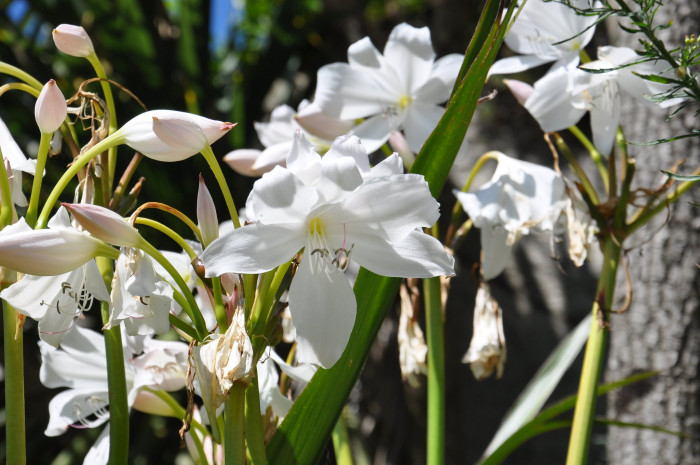 아프리카문주란 - Crinum moorei Hook.f.