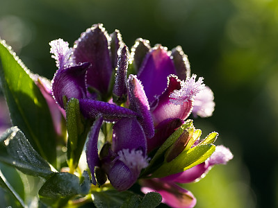폴리갈라 미르티폴리아 사진 - Polygala myrtifolia L. Photos