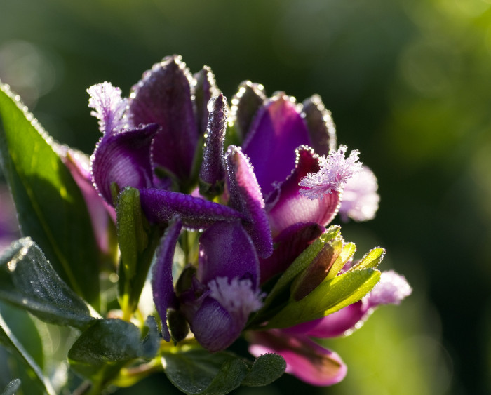폴리갈라 미르티폴리아 - september bush, myrtle-leaf milkwort, Polygala myrtifolia L.