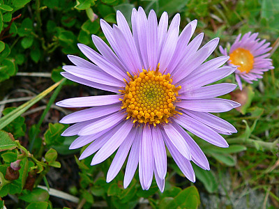 산구름국화 사진 - Aster alpinus Photos