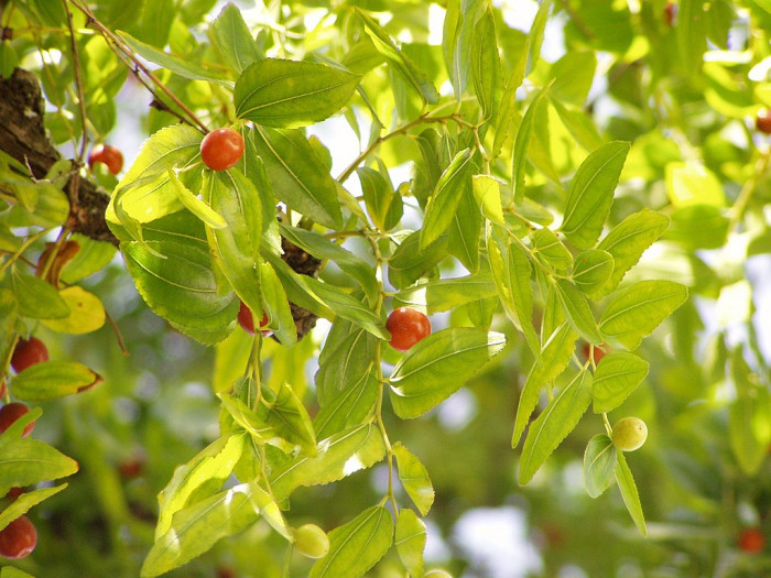 대추나무 - Jujubier, Zizyphus jujuba var. inermis (Bunge) Rehder