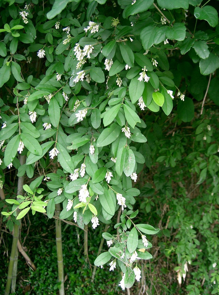 쥐똥나무 - Ligustrum obtusifolium Siebold & Zucc.
