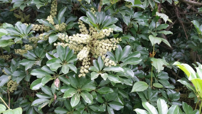 홍콩야자 - umbrella tree, Schefflera arboricola