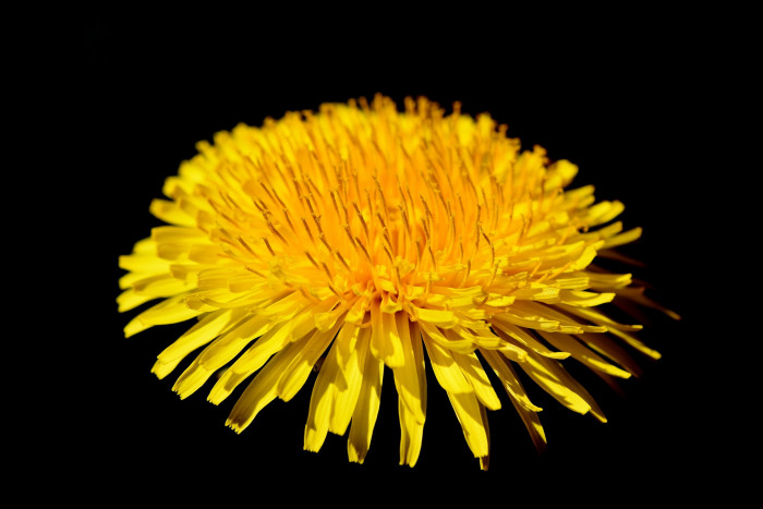 민들레 - dandelion, Taraxacum mongolicum