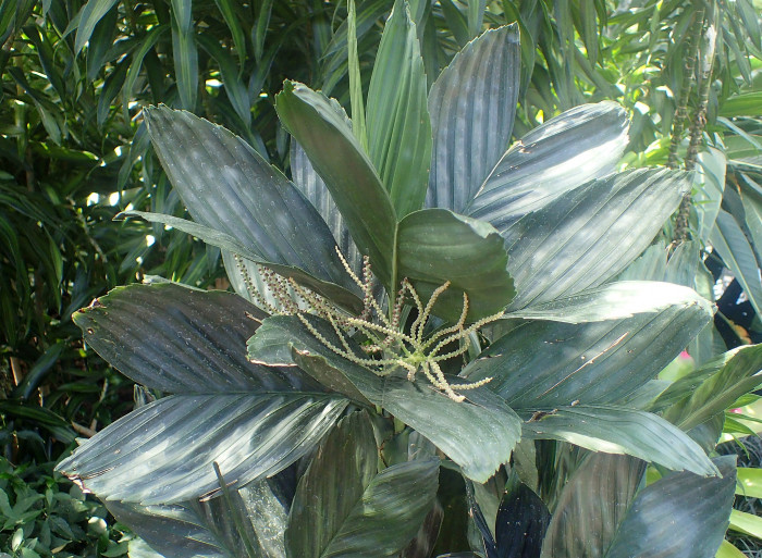 금속야자 - Metallica Palm, Chamaedorea metallica