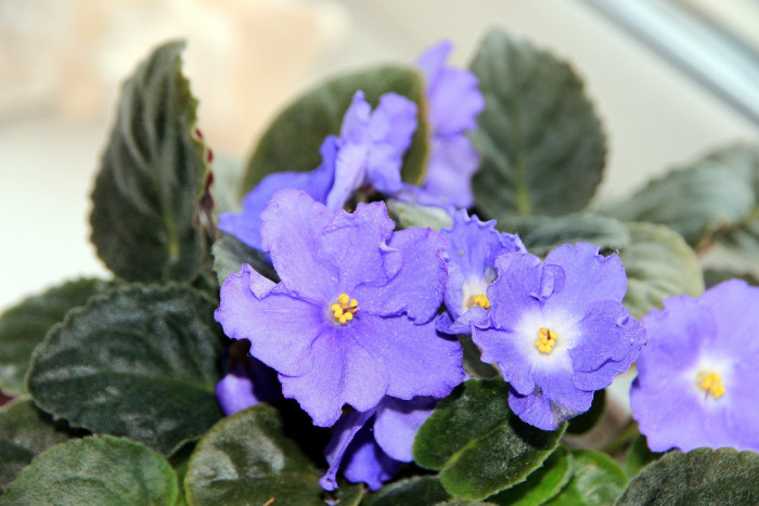 바이올렛 - African violets, Saintpaulia