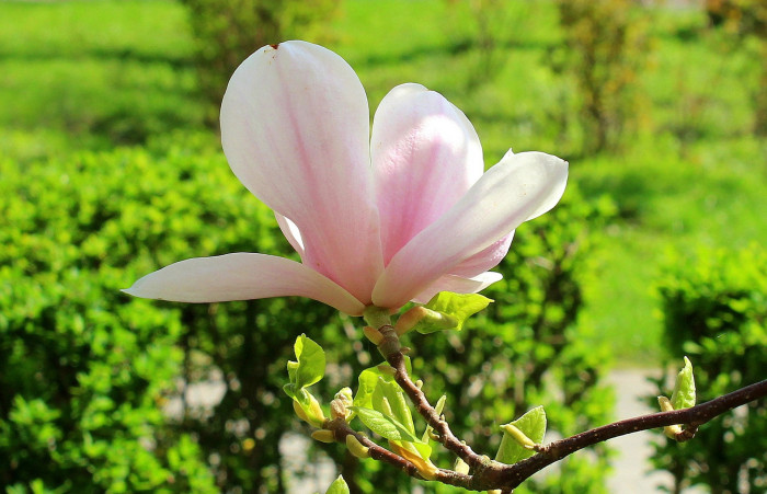 목련 - Magnolia kobus DC.