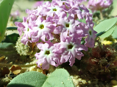 사막모래버베나 사진 - Abronia villosa Photos