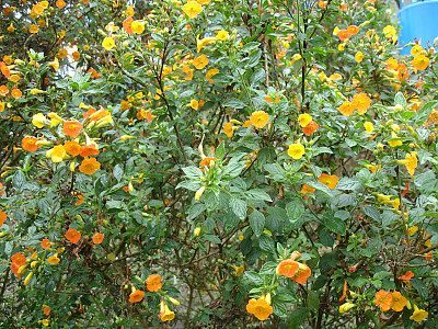 마멀레이드부시 사진 - Streptosolen jamesonii Photos