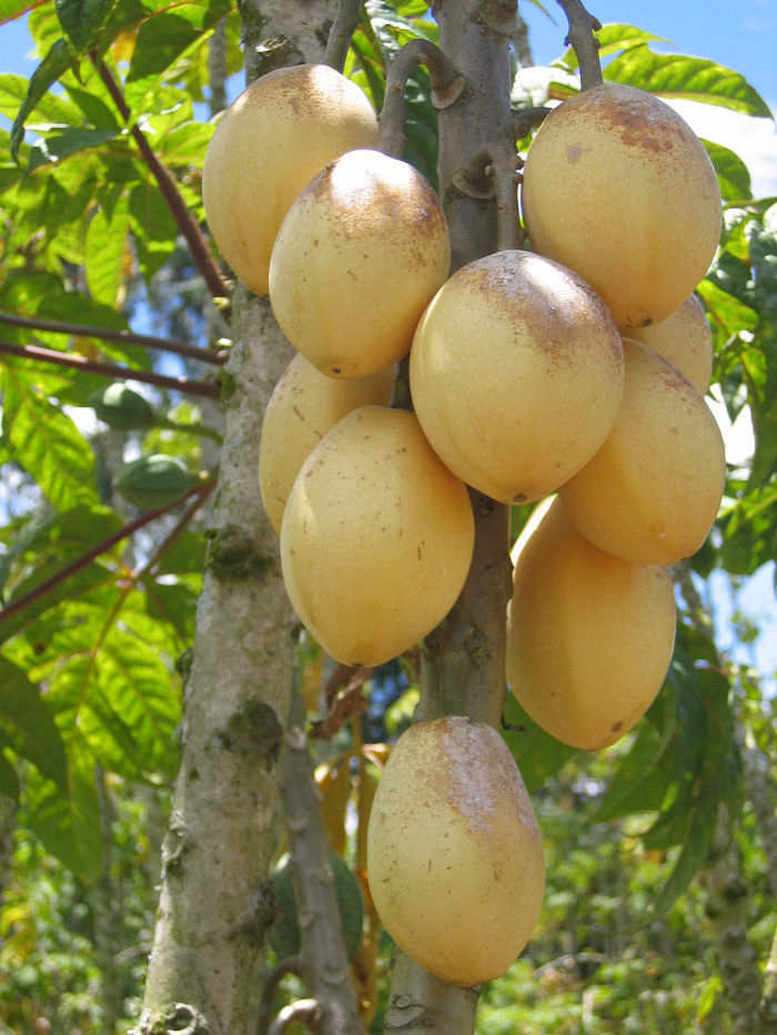 파파유엘로 - Papayuelo, Carica goudotiana