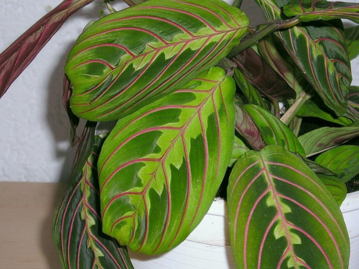 마란타 - Maranta