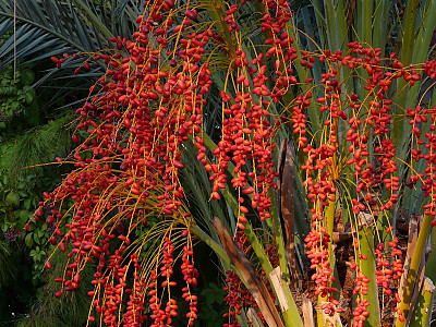 카나리아야자 사진 - Phoenix canariensis Photos