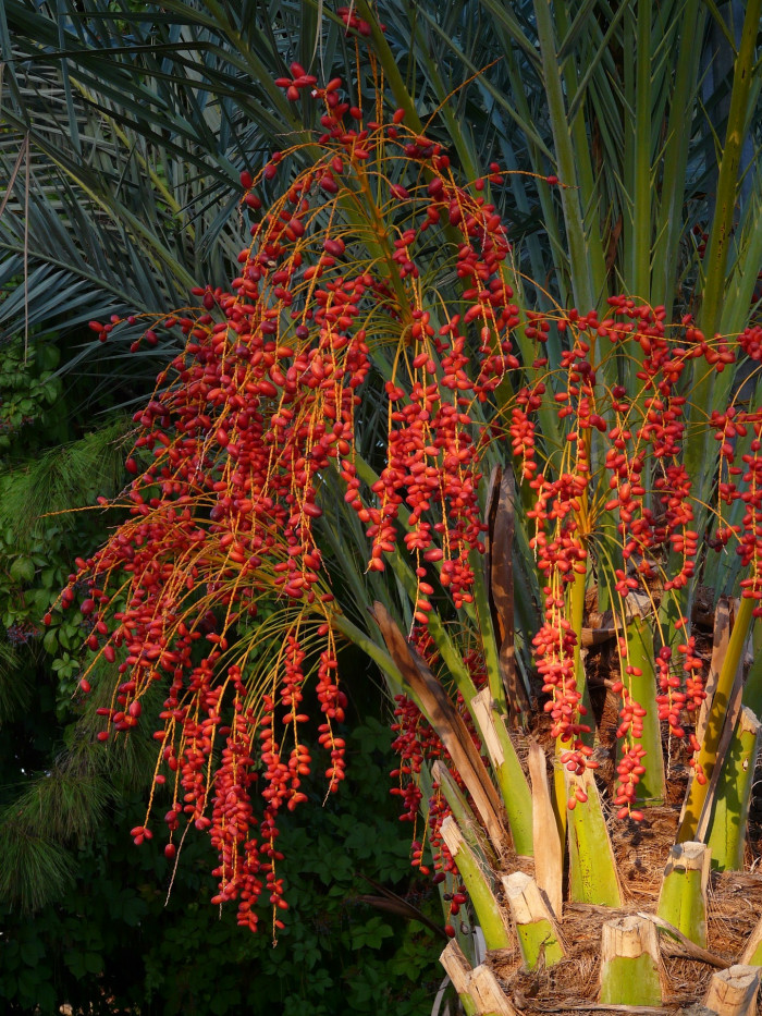 카나리아야자 - Canary Island date palm, Pineapple palm, Phoenix canariensis