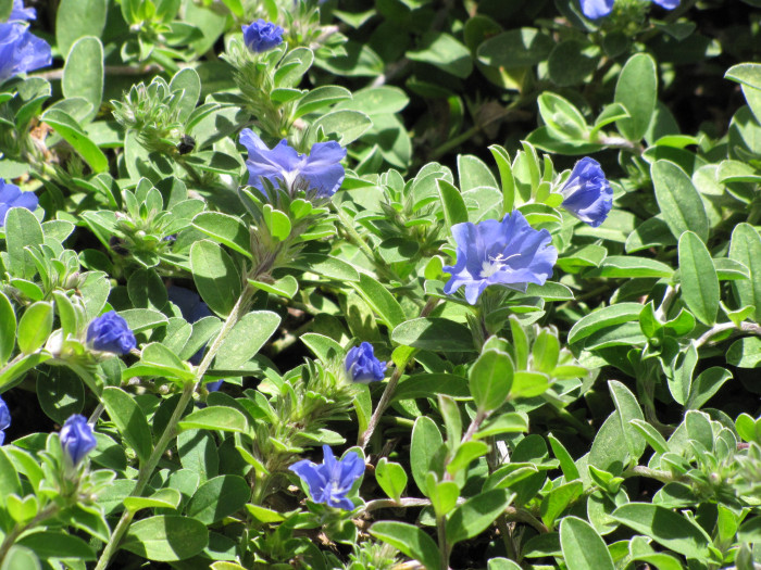 아메리칸블루 - American blue, blue daze, Evolvulus giomeratus