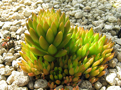 바위솔 사진 - Orostachys japonica Photos
