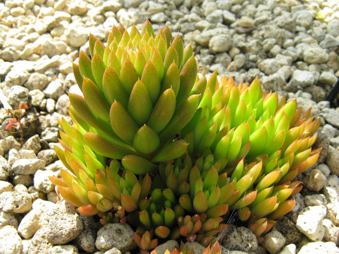 바위솔 - Orostachys japonica