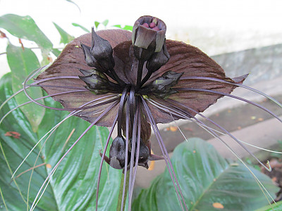타카 사진 - Tacca chantrieri Photos