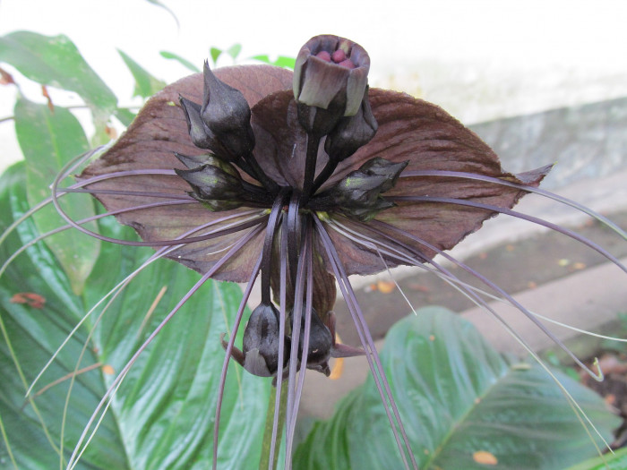 타카 - bat flower, Tacca chantrieri