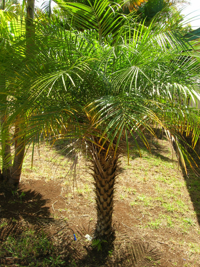 피닉스야자 - Miniature Date Palm, Pygmy Date Palm, Dwarf Date Palm, Phoenix roebelenii O