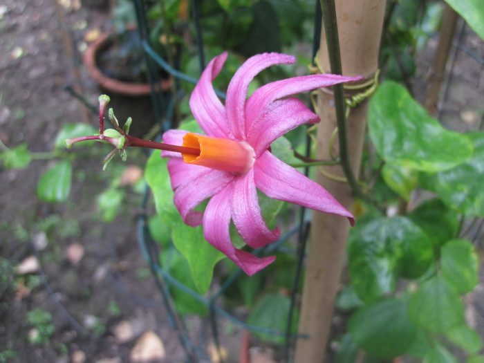 시계초 - passion flower, Passiflora caerulea
