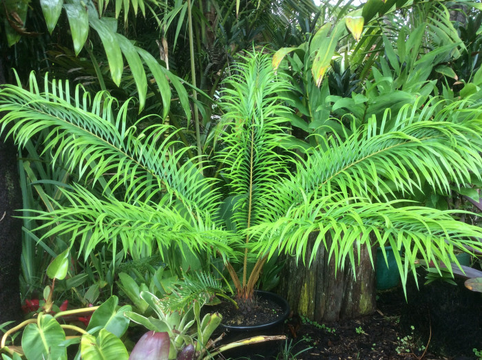 덕보 소철 - Cycas debaoensis