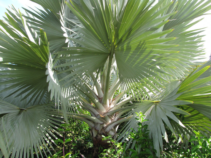 비스마르크야자 - Bismarck Palm, Bismarckia nobilis