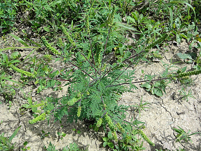 돼지풀 사진 - Ambrosia artemisiifolia L. Photos