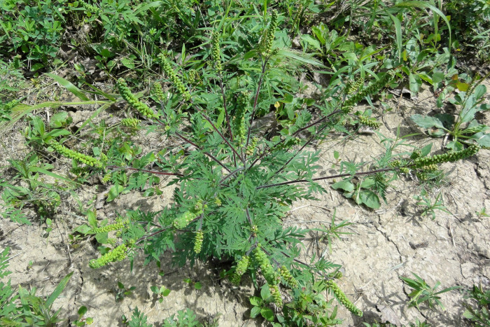 돼지풀 - Ambrosia artemisiifolia L.