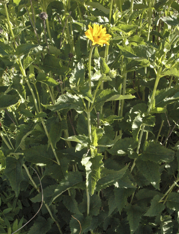 하늘바라기 - Heliopsis, Heliopsis helianthoides (L.) Sweet
