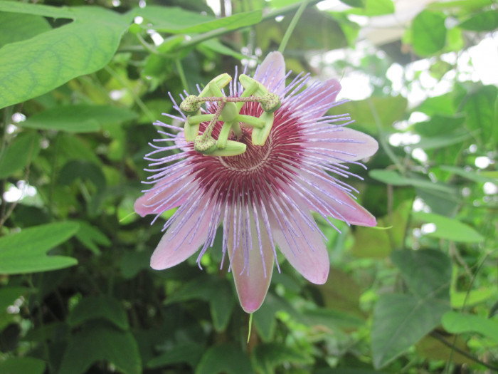 시계초 - passion flower, Passiflora caerulea
