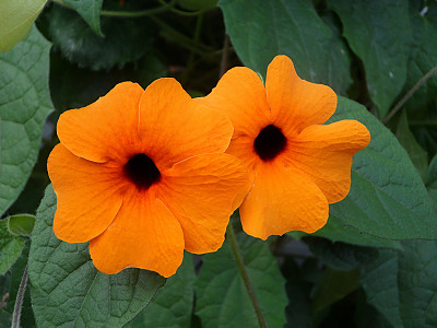 아프리카 나팔꽃 사진 - Thunbergia alata Photos