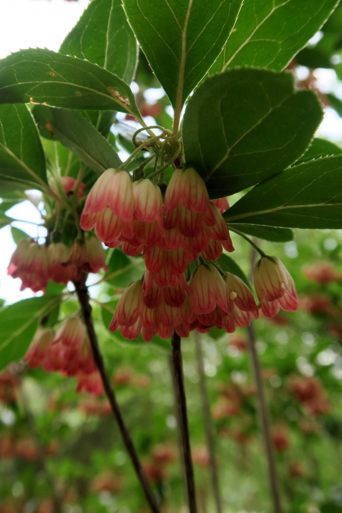 등대꽃 - Enkianthus campanulatus 