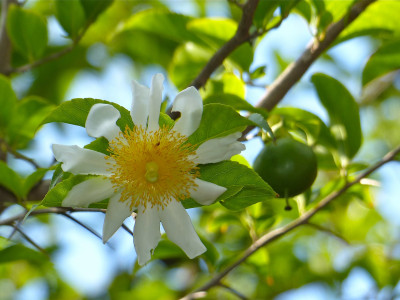 프라이드계란꽃 사진 - Oncoba spinosa Photos
