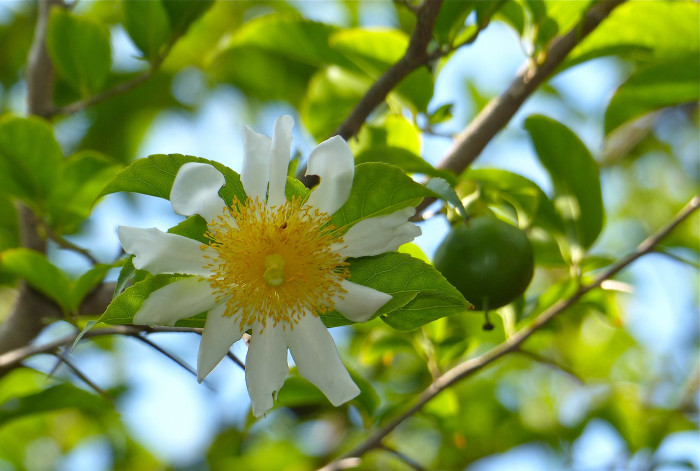 프라이드계란꽃 - Snuff box tree, Fried egg Tree, Fried egg Flower, Oncoba spinosa