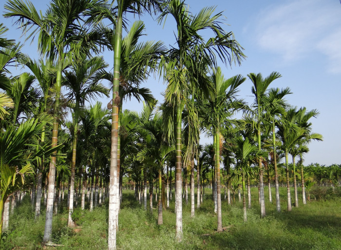 빈랑야자 - Areca palm, Areca nut palm, Betel palm, Indian nut, Pinang palm, Areca catechu L.