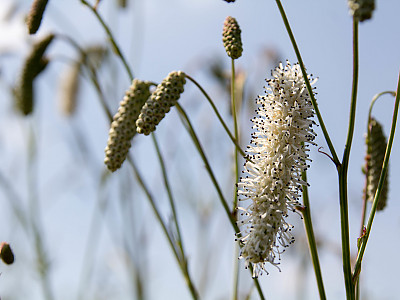 흰오이풀 사진 - Sanguisorba tenuifolia Fisch. ex Link for. alba (Trautv. & Mey.) Kitam. Photos