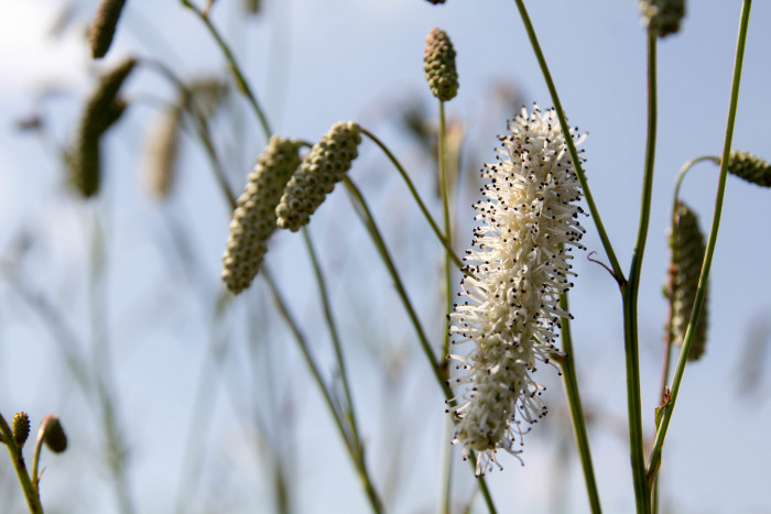 흰오이풀 - Sanguisorba tenuifolia Fisch. ex Link for. alba (Trautv. & Mey.) Kitam.