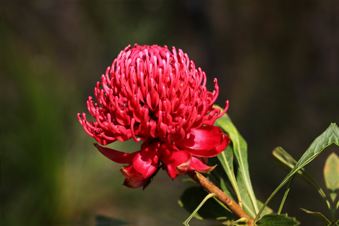 텔로피아 - Waratah, Telopea speciosissima