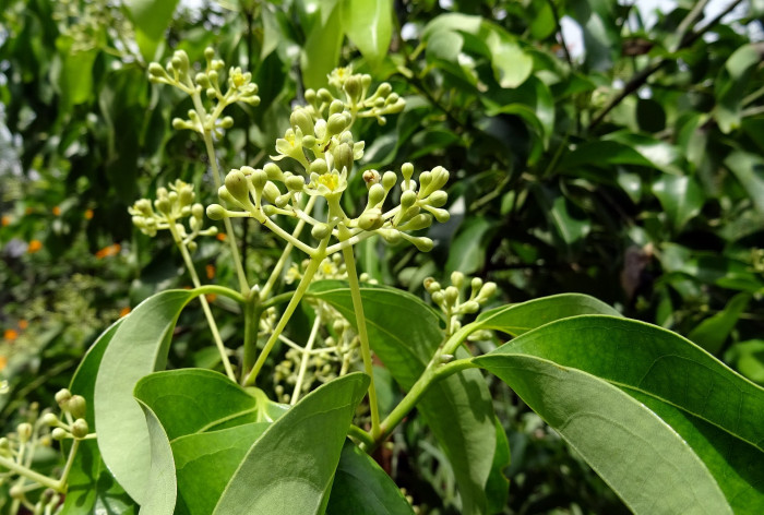 실론 계피 - Cinnamon, Ceylon cinnamon, Cinnamomum verum J. Presl